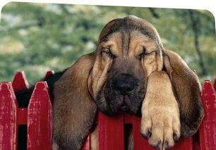 寻血猎犬视频,揭秘犬类猎血传奇