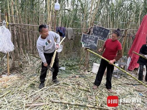 种甘蔗视频,从播种到收获的视觉之旅
