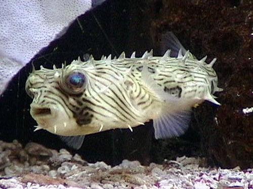 刺鲀视频,海洋中的神秘刺客