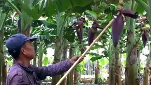 大香蕉草久在线视频,揭秘网络直播的诱惑与风险