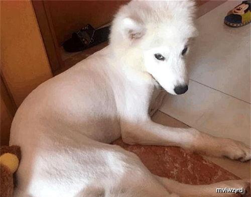 萨摩耶剃毛视频教程