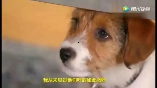 狗狗哭泣视频