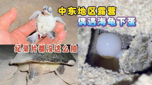 海龟孵化视频,见证生命的诞生之旅